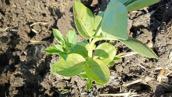 فول عمر 40 يوم ورشيت ماده سامه لصانعه الانفاق وفسفور واترش احماض وطحالب وهيتم السقيه خلال اربع ايام 
حد يفيدنا بقا النمو ضعيف والفول مزروع مكان ارز